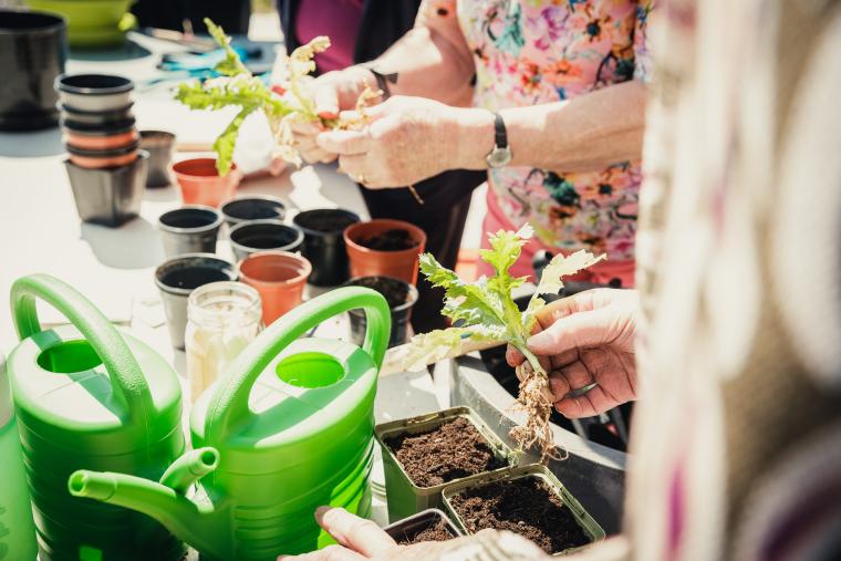 Een tafel met daarop verschillende lege bloempotjes en gieters, twee paar handen zijn bezig met deze te vullen met plantjes, ze houden elk een plantje vast. 
